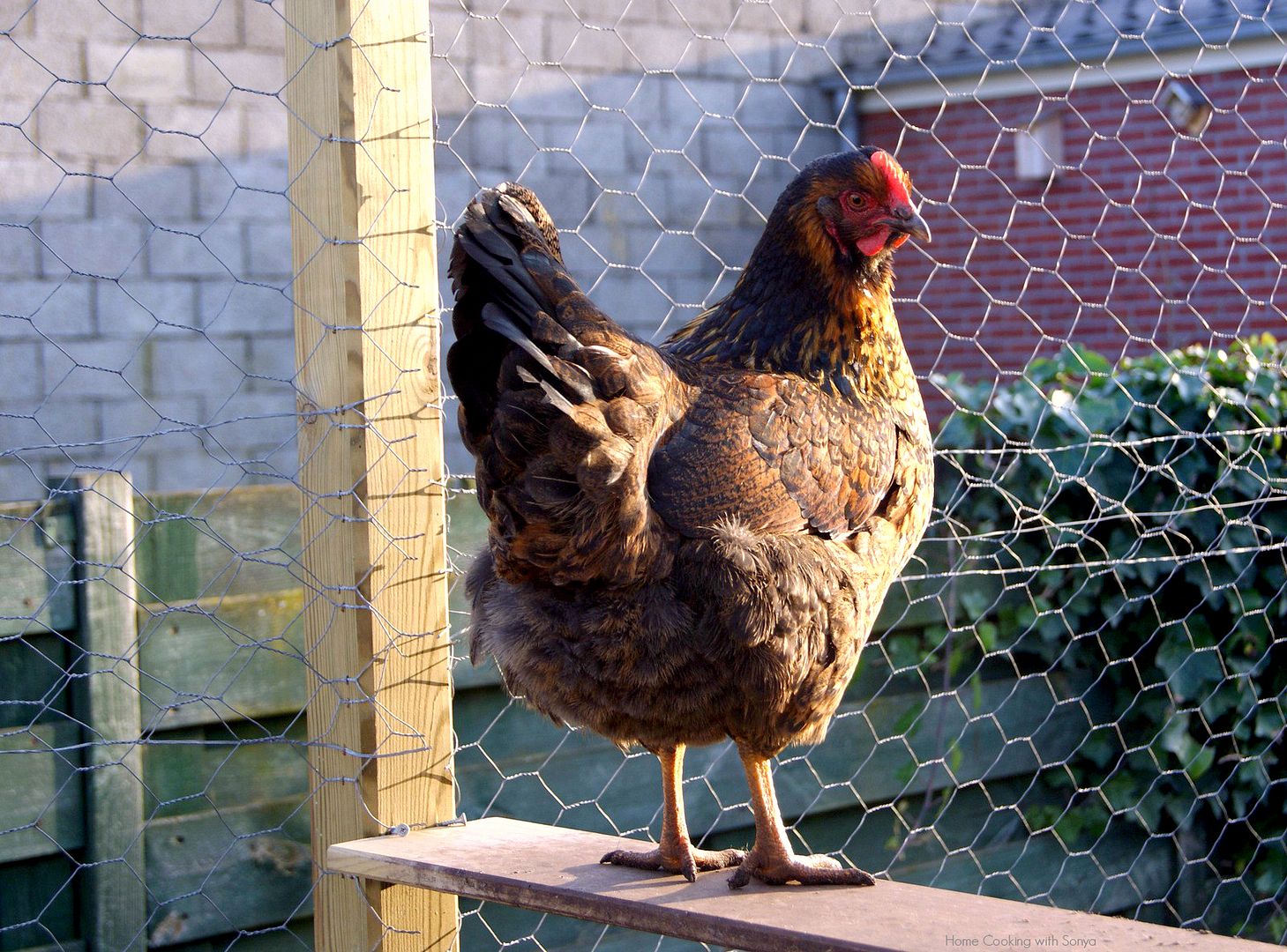 Mon Jan 27,2014 photo lily3_zpsbbf0eb03.jpg