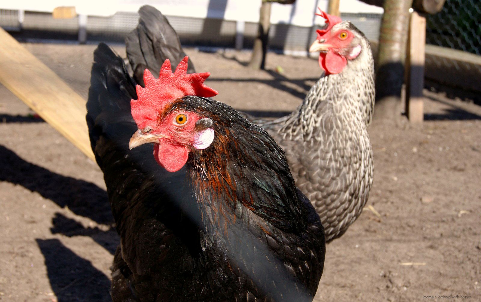 Fri April 4,2014 photo mabeldaisy_zps5b01520d.jpg