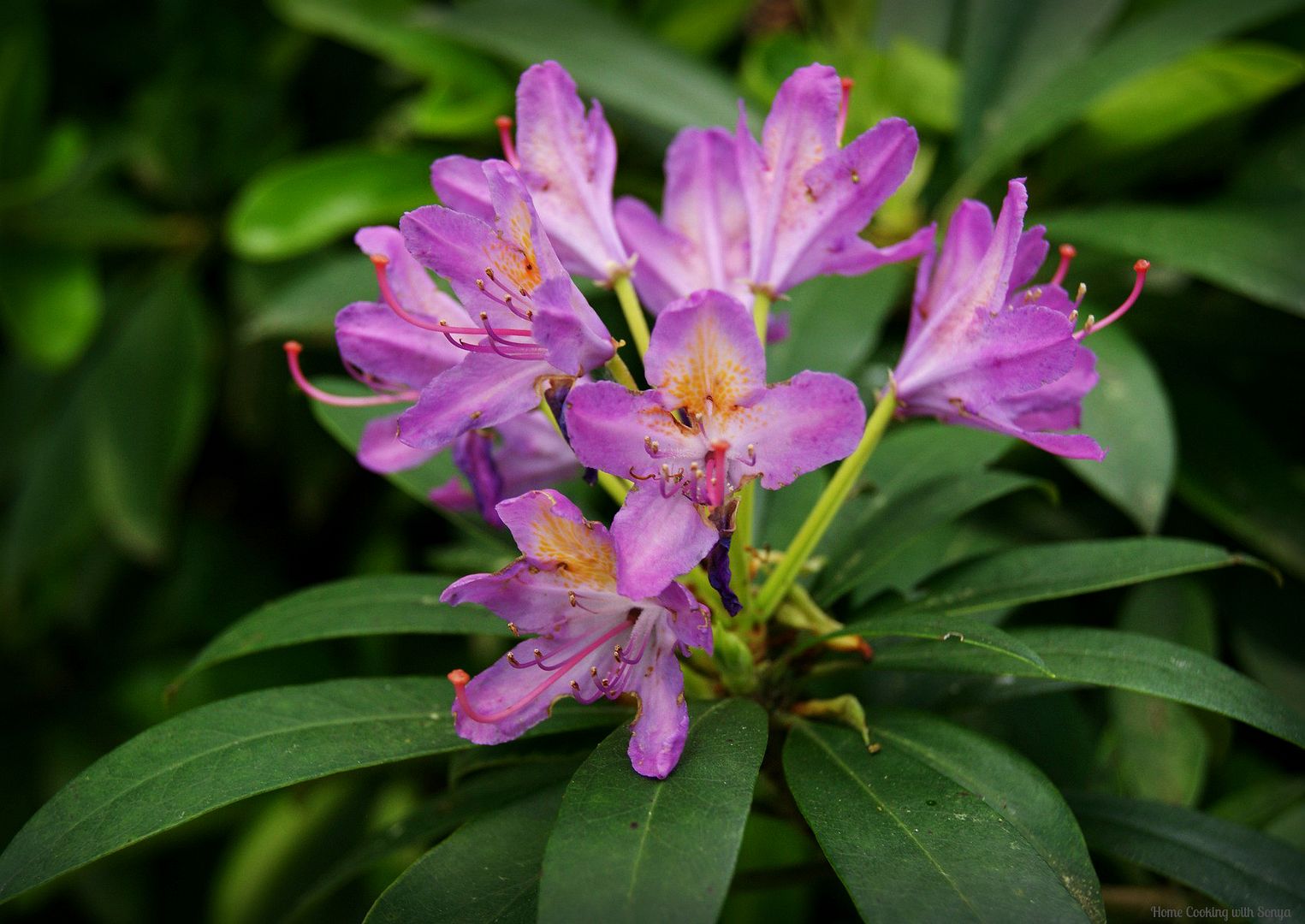 Mon May 26,2014 photo purpleflower_zpsf7a43b10.jpg