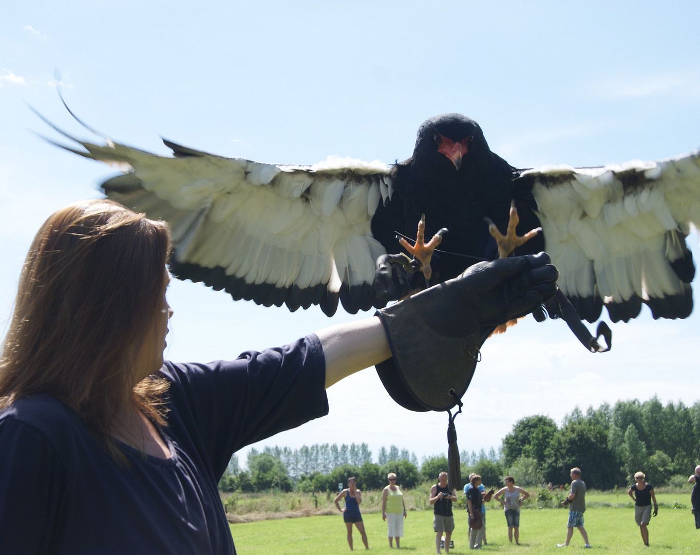 Mon June 16, 2014 photo sonyaafricansnakeeagle_zps715d1dc0.jpg