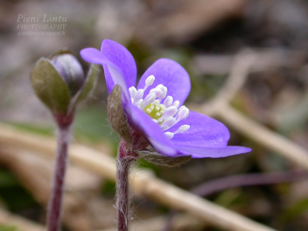 Mon - April 14, 2014 photo Mon-April142014_zps63dfbabd.jpg