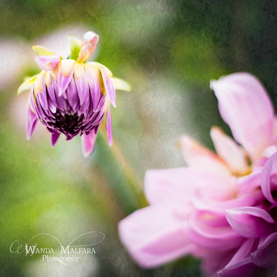 Mon March 31, 2014 photo DSC_7895wm_zps21497212.jpg