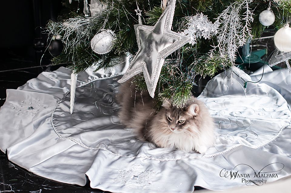 Fri Jan 17, 2014 photo Xmasdecor32010004fb_zpseffc6056.jpg