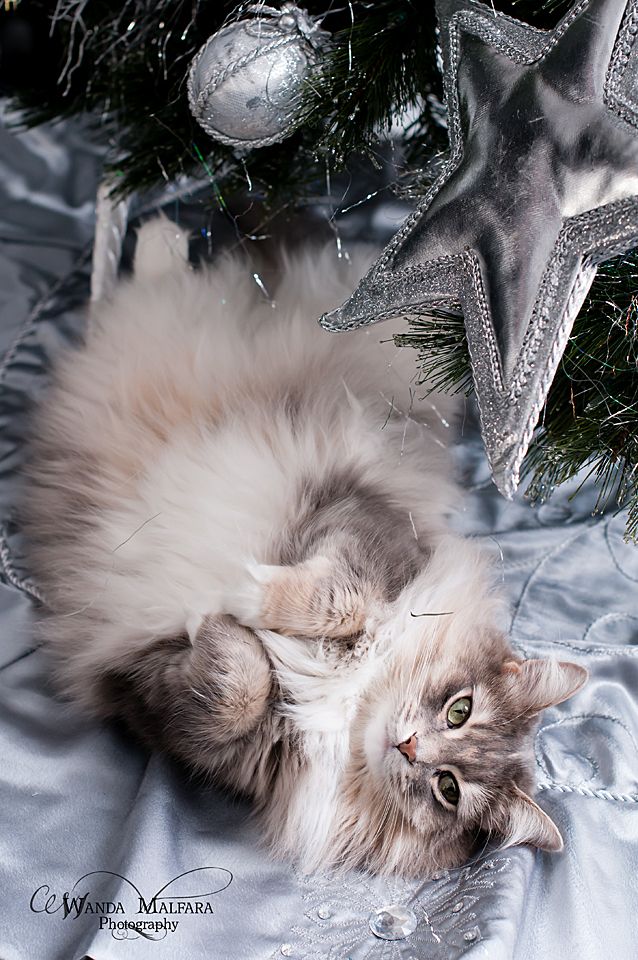 Mon Jan 20, 2014 photo Xmasdecor32010015fb_zpsda30153c.jpg