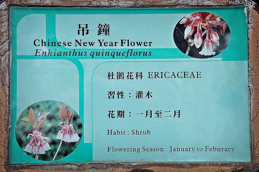 CNY-flowers.jpg 1.11