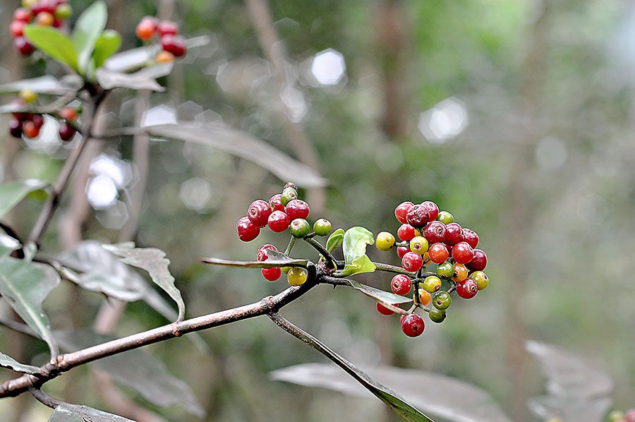 1.9, Went for a walk with the kids and we saw lots of these by the roadside. Not sure what they are, though.