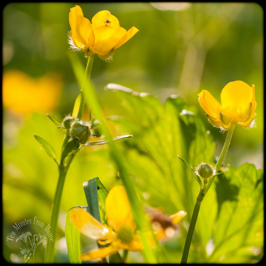 used, Buttercups ~ have to be one of my all time favourite weeds!