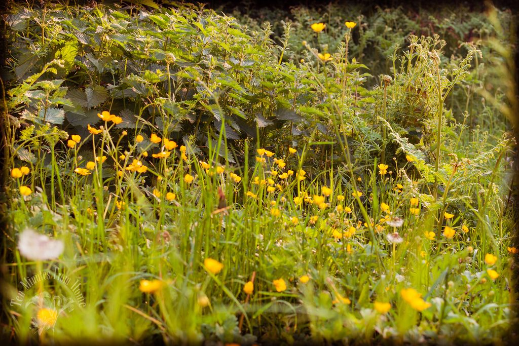 used, Meadow garden ~ happens when you don't have time for mowing!!