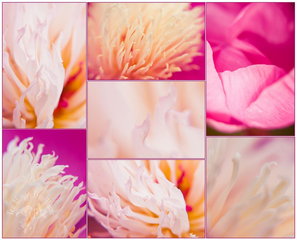 Whenever!, A Paeony study ~ I LOVE these flowers, but they always seem to get battered by wind and rain :(
