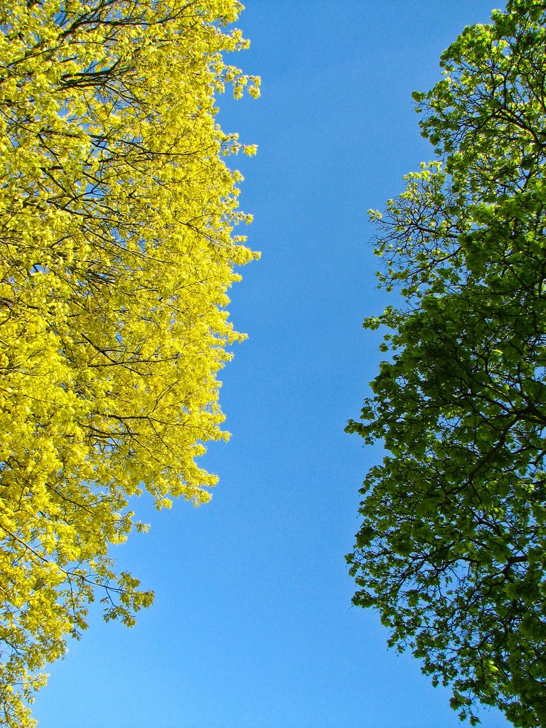 trees,spring,sky