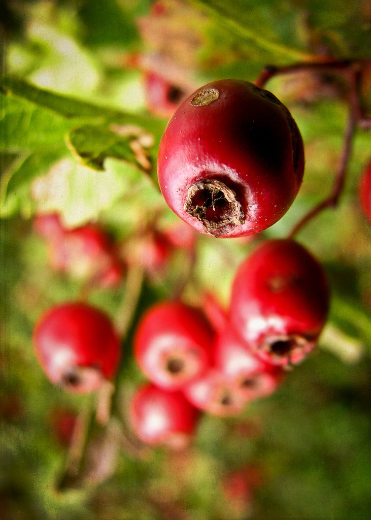 macro,nature