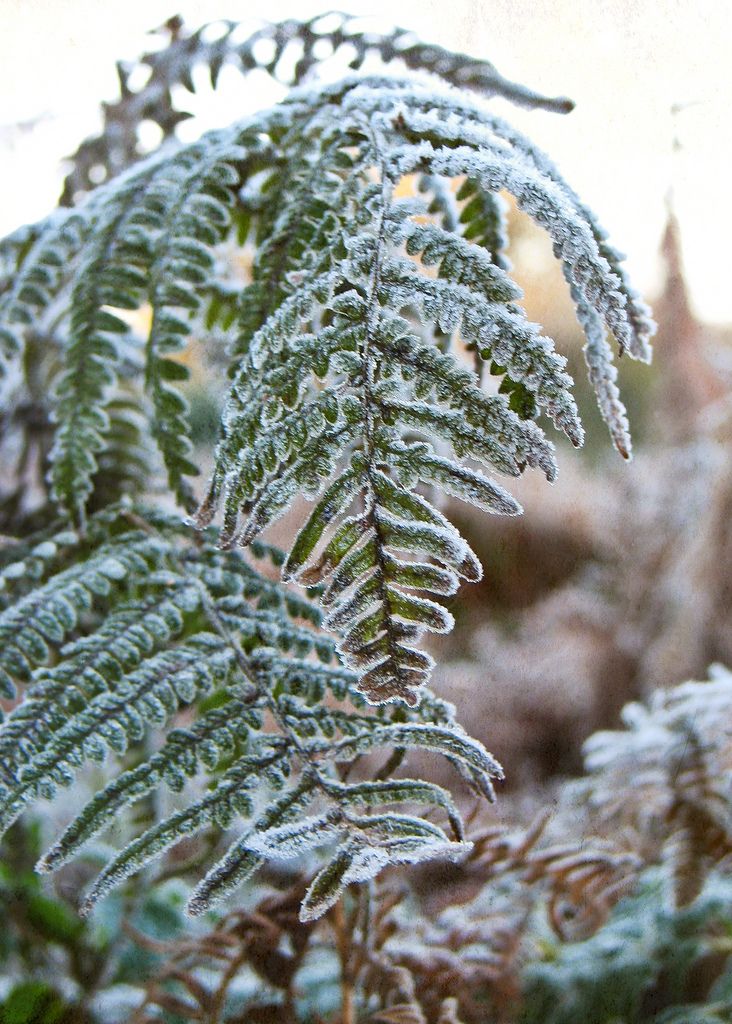 frost,macro