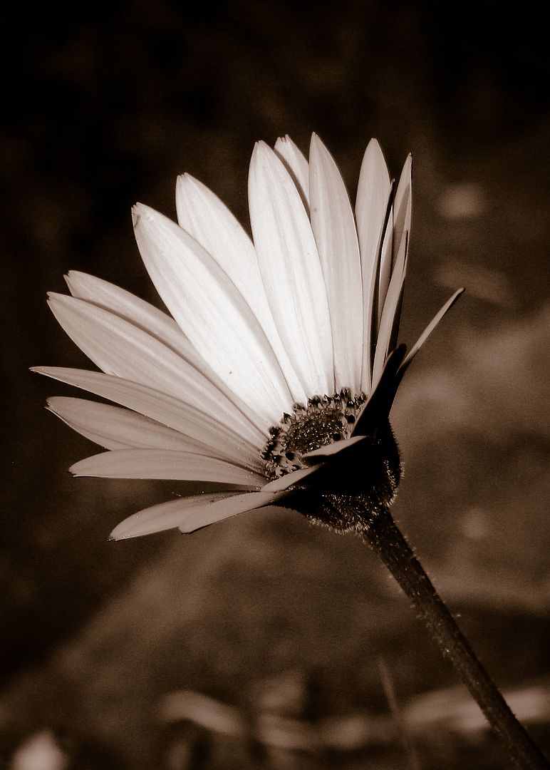 flower,summer,b&w,BW