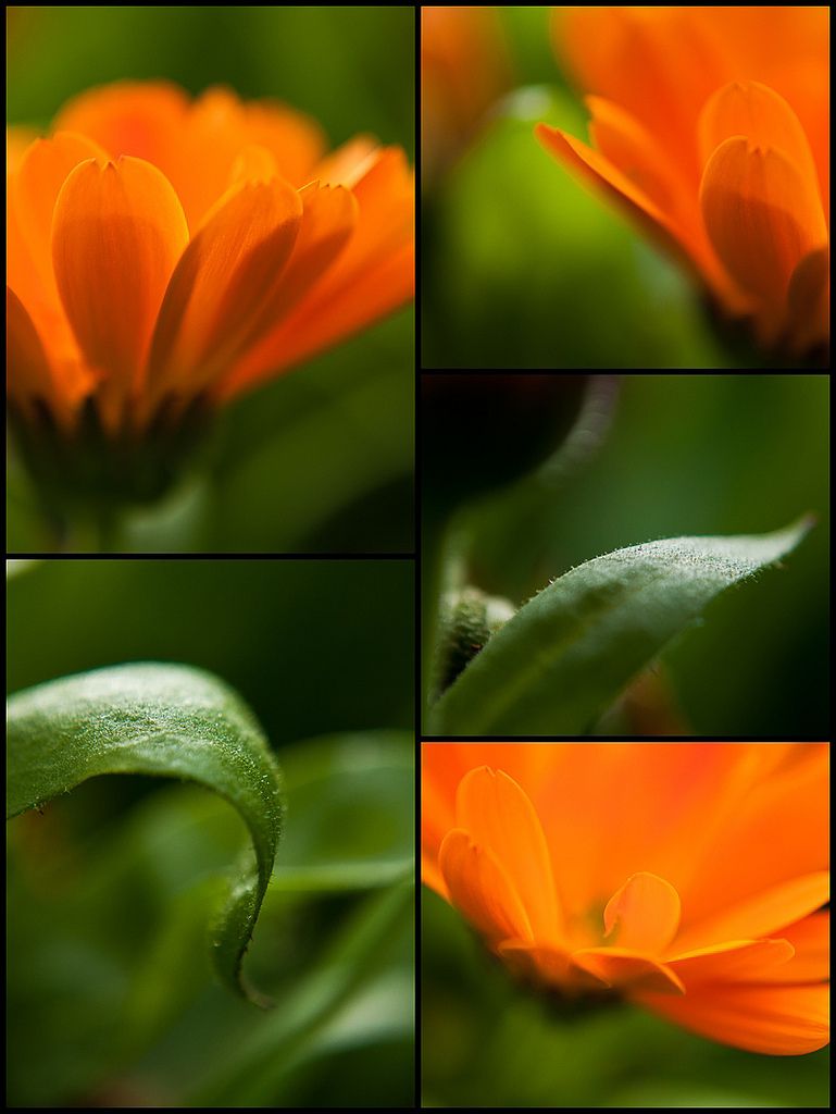 flowers,macro