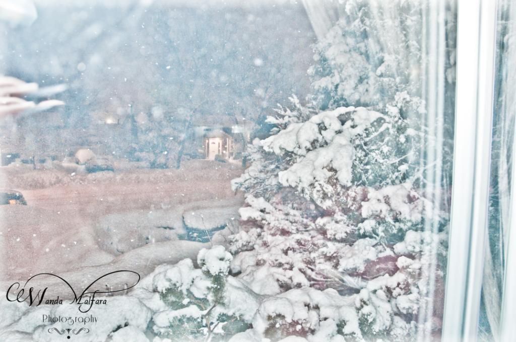 Fri March 2,2012, A snowy scene from our living room window. It was the heaviest snow ever.