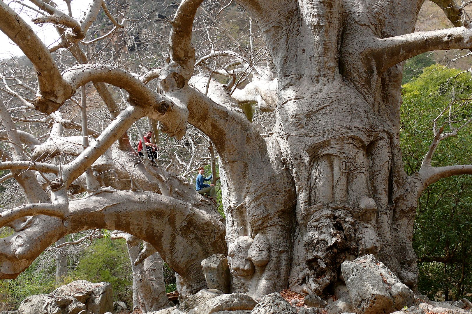 2012.02.22, I LOVE this tree! It is a variety of baobab which originate in Africa. (Salalah, Oman)