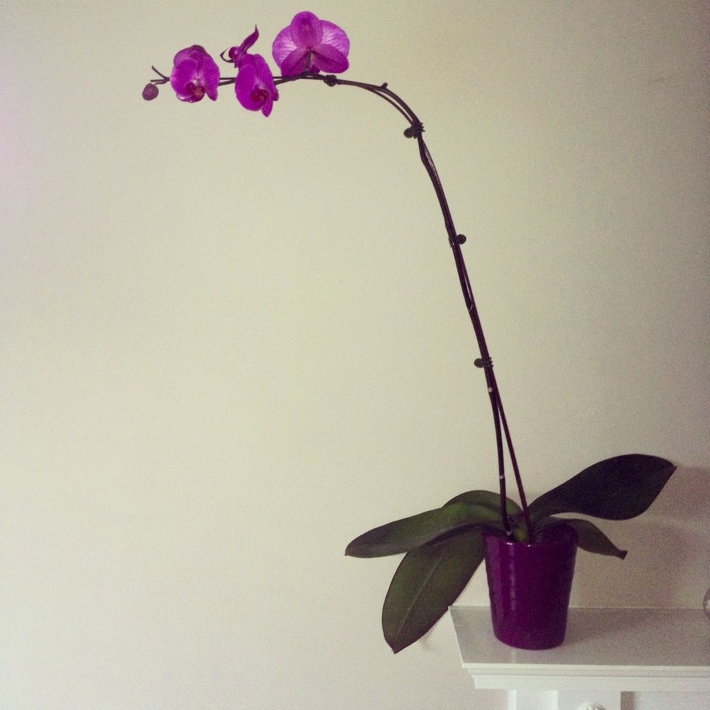 2.13.12, I was given this beautiful orchid. Any tips of how to keep it alive an healthy?
