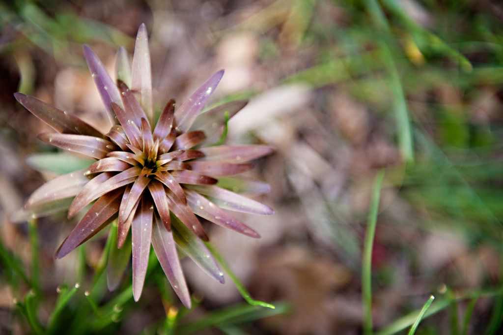 4/17/12, A mystery flower growing in my yard...any idea what it may be?