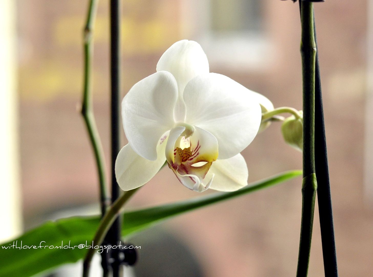 13.02.12, The last of my orchids bloomed...