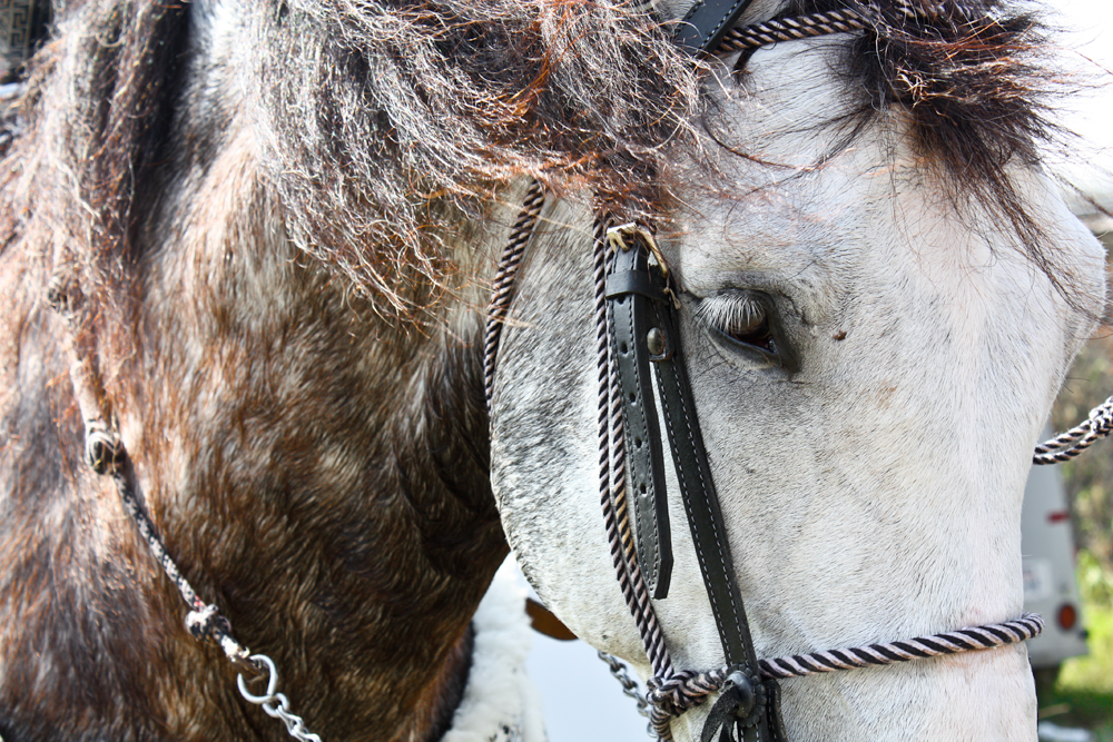 3.2.11 photo CHARRODAYS156.png