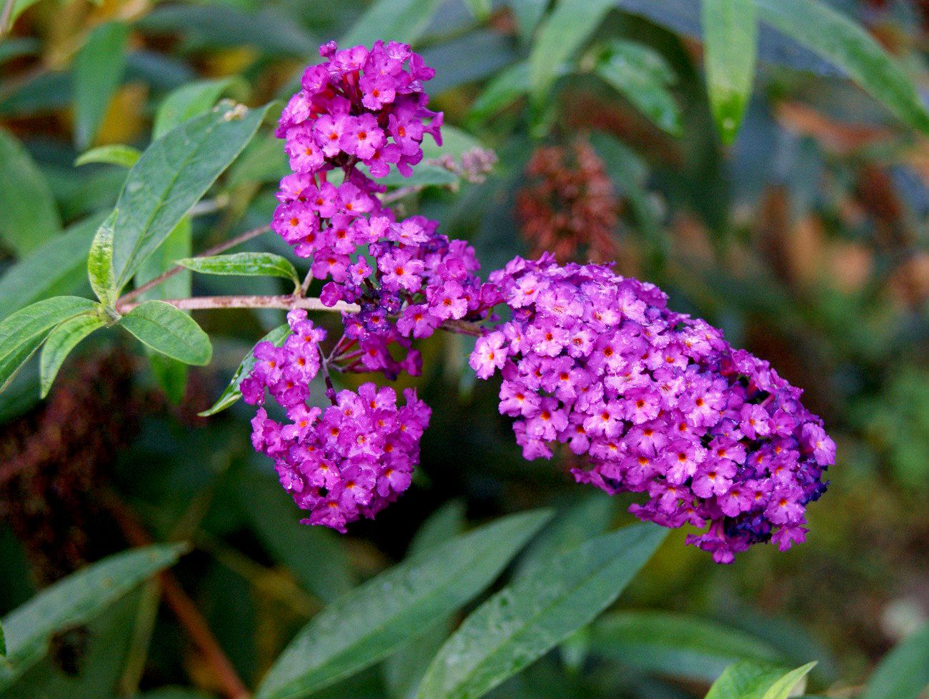 17.9, The last of the blooms on my butterfly bush
