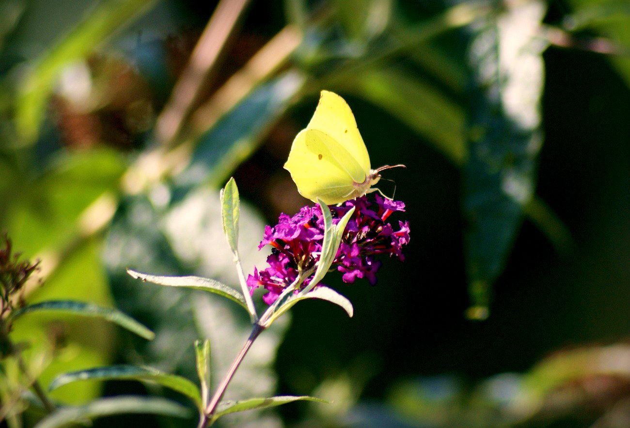 21.8, A beautiful yellow butterfly resting on a butterfly bush I grew in the backyard.