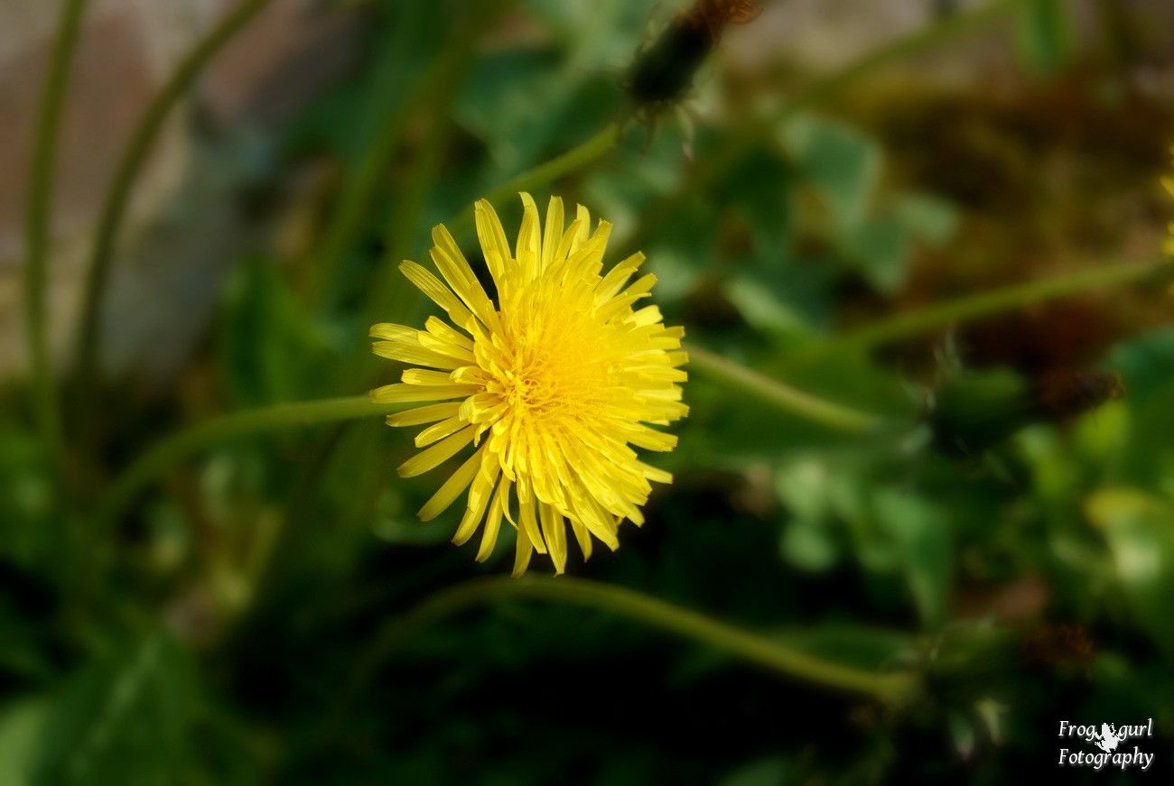 8.5, I love the deep yellow color of a dandelion.