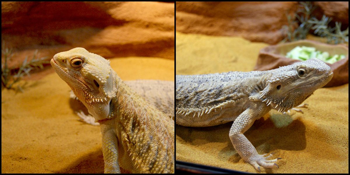 7.1, Meet Hannah, the  Yellow Citrus and Ellie,the Leatherback bearded dragons. These adorable ladies are my christmas gifts. I'm so happy!