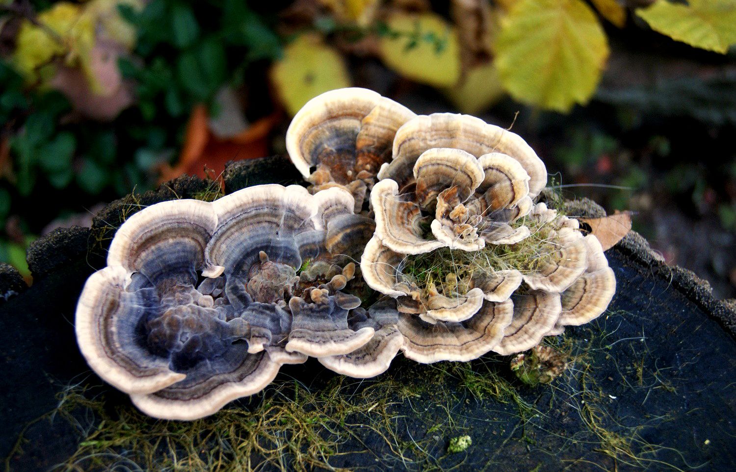 26.11, Even fungus can be beautiful