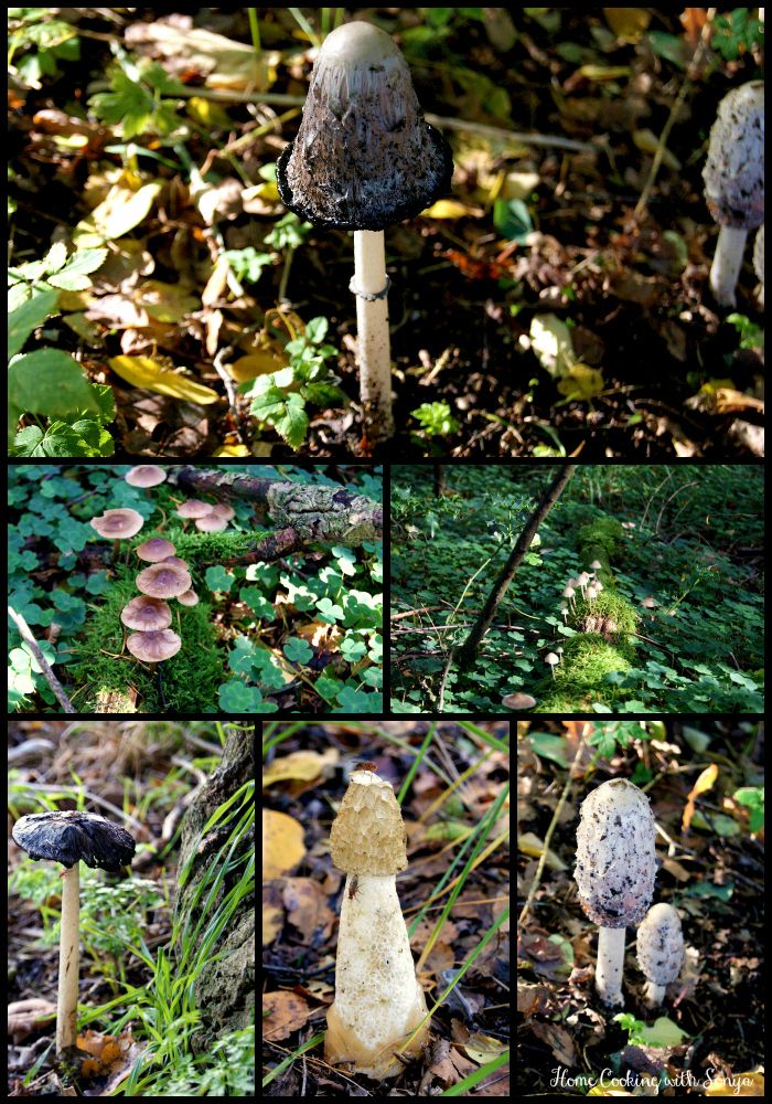15-10, I went mushroom hunting last week and this is what we spotted! You can not eat any of these but they sure are great to look at.