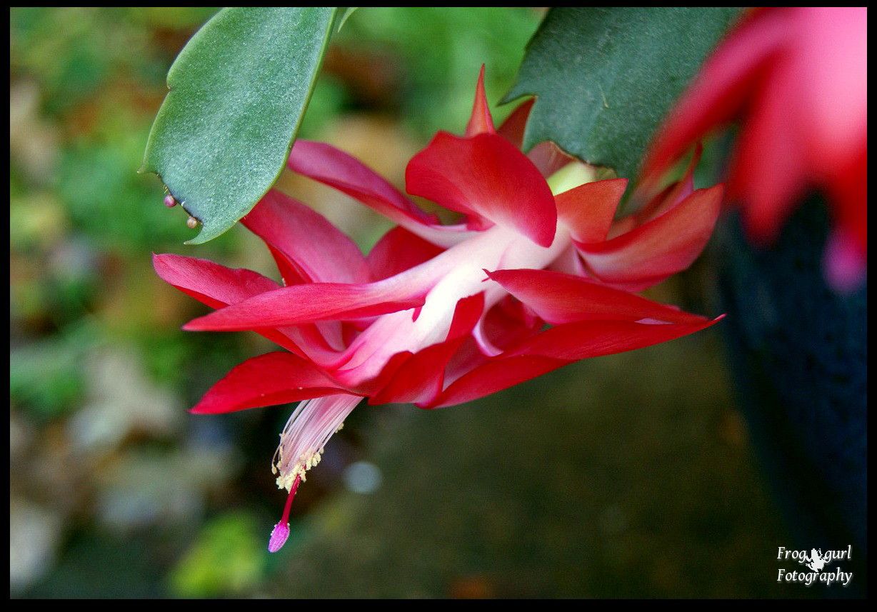 13.12, My christmas cactus is blooming just in time christmas this year!