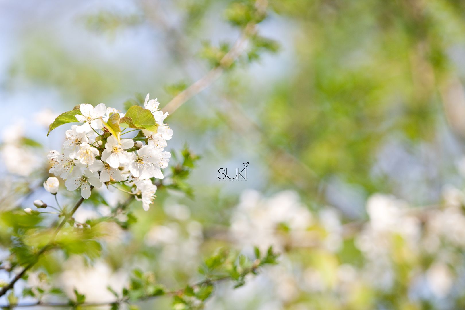 suki,spring flowers,4.30.