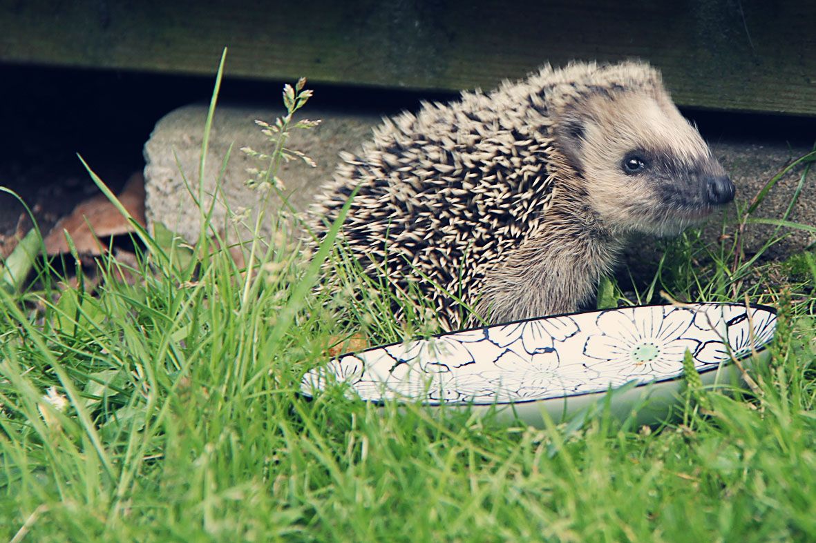 7.17, Oh hedgehog, how do I love thee - let me count the ways..!