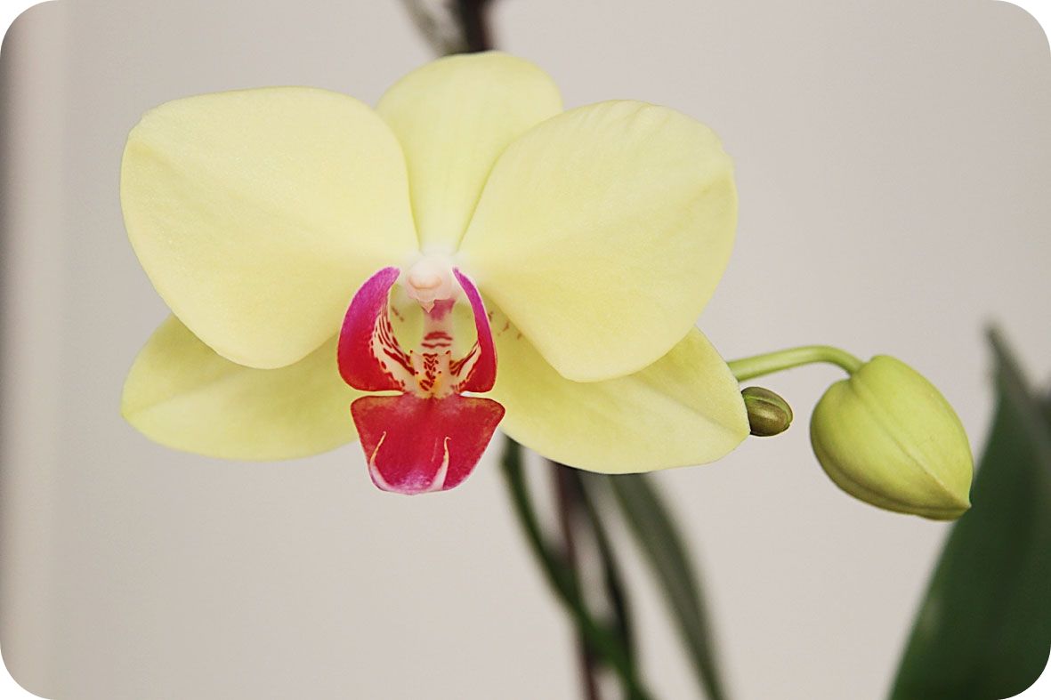 2.7, My orchid is finally blooming - IÂ´m so happy!