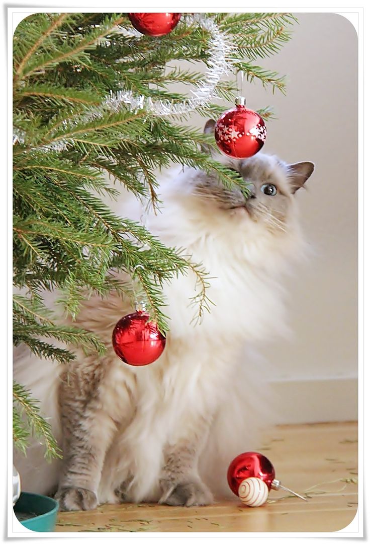 1.9, Our cat Saga was nice enough to help me take the decorations down..!