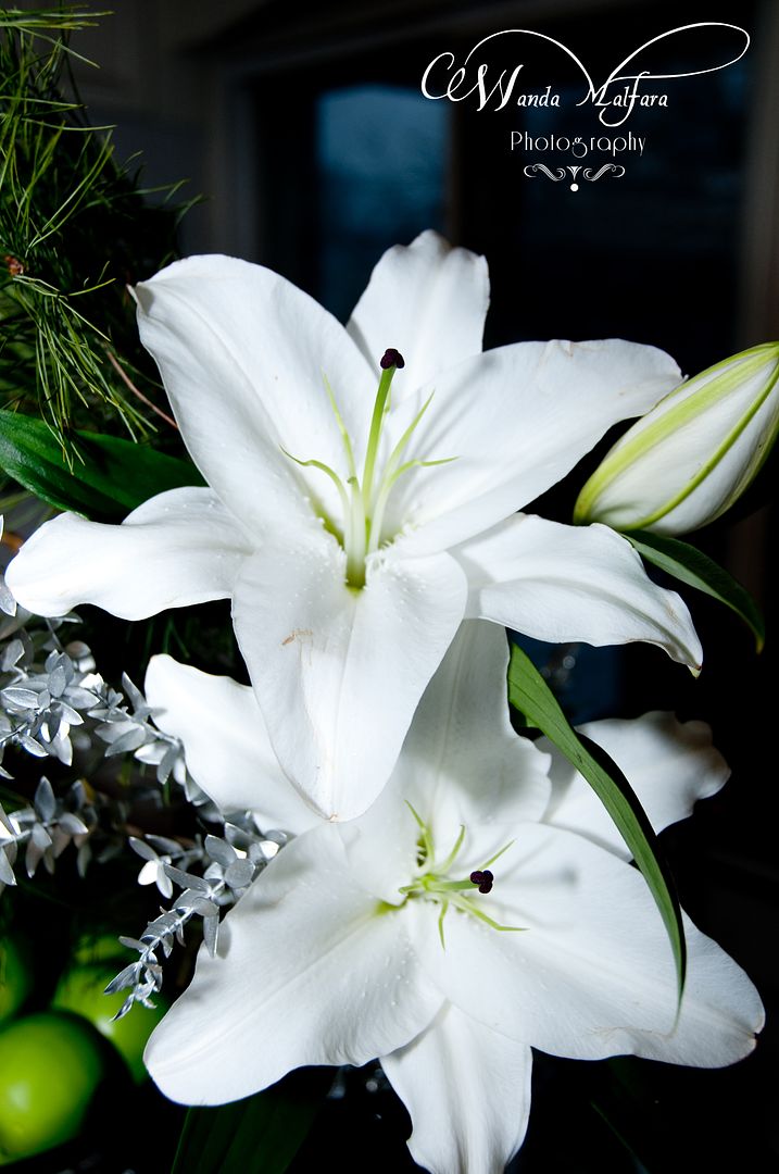 Tues Jan 17, 2012, Beautiful white lilies from my friends flower shop.
