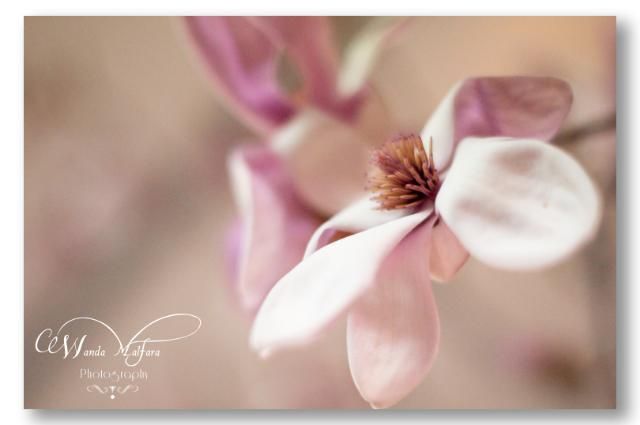 Wed. Apr 4,2012, Magnolia - one of the most beautiful yet short-lived flowers.