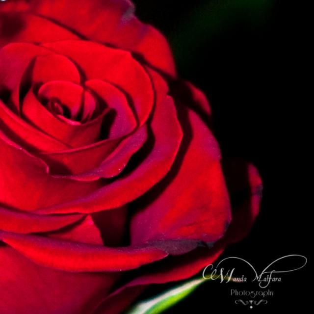 Monday Feb 13, 2012, A perfect rose for Valentines