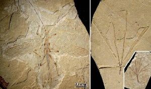 A fossil stick insect referred to as Cretophasmomima melanogramma, in Inner Mongolia at the Jehol locality, a site from the Cretaceous period (L), and a plant fossil, Membranifolia admirabilis (R) are pictured in this handout photo courtesy of, Olivier Bethoux, a paleontologist with the National Museum of Natural History in Paris.