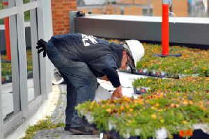 A worker helps to install a green roof with a blanket of sedum plants at Union Station in Normal, Ill. A dedication of the new facility is planned for July 14. In Nairobi, Kenya, the Coca Cola building and others are using green roofs to cool buildings and cut energy costs.