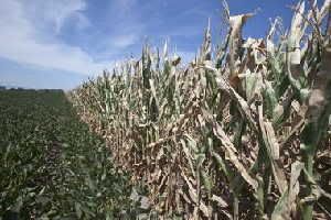 Drought damage to the Midwest corn crop, right, may cause more Oregon farmers to grow corn for livestock feed.