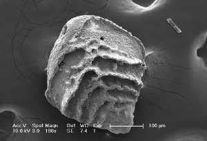 The single-celled organism Stensioeina beccariiformis survived the asteroid impact that killed the dinosaurs 65 million years ago but went extinct 9 million years later, when the oceans acidified due to a massive CO2 release. It ranged across many depths, in all oceans. (Credit: Ellen Thomas)