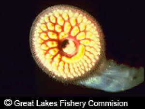 A Sea Lamprey mouth, close up. (Credit: Great Lakes Fishery Commission)