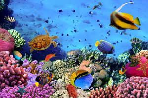 Healthy coral reef today. (Credit: (c) vlad61_61 / Fotolia)