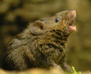 A male singing mouse. (Credit: Photo courtesy of Bret Pasch)