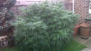 Bedford police posted this photo of the bush on Twitter, described as the 'biggest cannabis plant' we've seen.