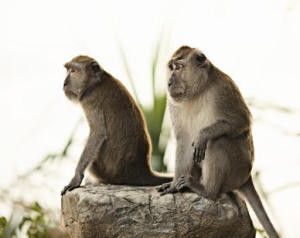 Macaque monkey. Beat induction, the ability to pick up regularity -- the beat -- from a varying rhythm, is not an ability that rhesus monkeys possess. (Credit: (c) Petr Malyshev / Fotolia)
