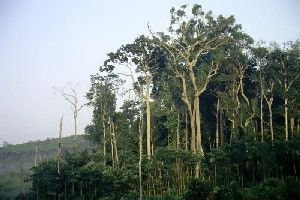 A small fragment of mature Amazon forest surrounded by agricultural land in Manaus, Brazil. Forest fragmentation may prevent tree populations from migrating to suitable habitats in response to climate change. (Credit: Photo by Christopher Dick, University of Michigan)