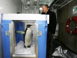 The original 'Happy Feet' ready for release aboard The New Zealand research vessel Tangaroa in Aug. 2011.