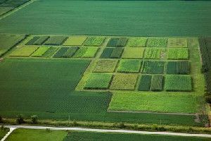 This is an aerial of the bioenergy farm near South First Street in Champaign. (Credit: University of Illinois photographer David Riecks)